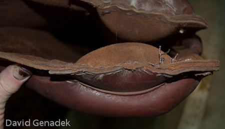 Minnesota Horse Expo 2010