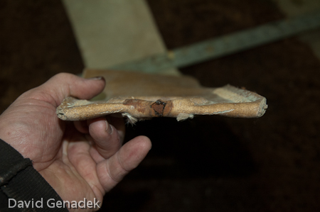 Minnesota Horse Expo 2010